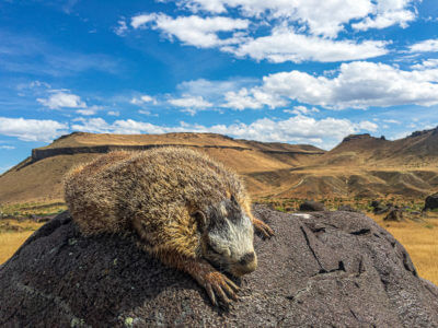 Recipe - Simple Gourmet: Spiced Braised Marmot (Or Other Small Game)