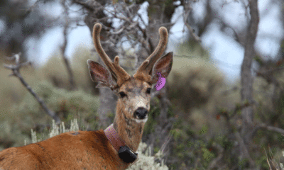 Rare Antlered Doe in Utah Uses Abnormality to Survive