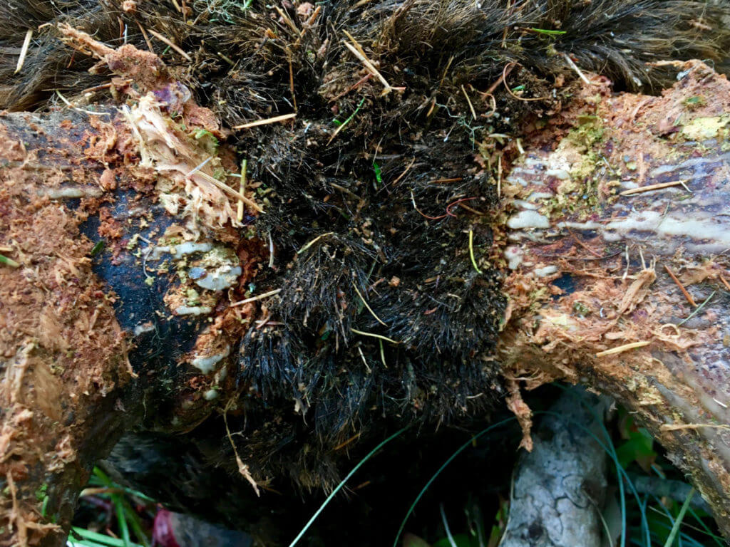 The Monarch of the Mountain The Monarch of the Mountain