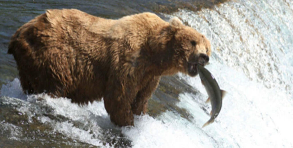 The 11-Year-Old Grizzly Slayer: Elliot Clark and his Remington 870 The 11-Year-Old Grizzly Slayer: Elliot Clark and his Remington 870