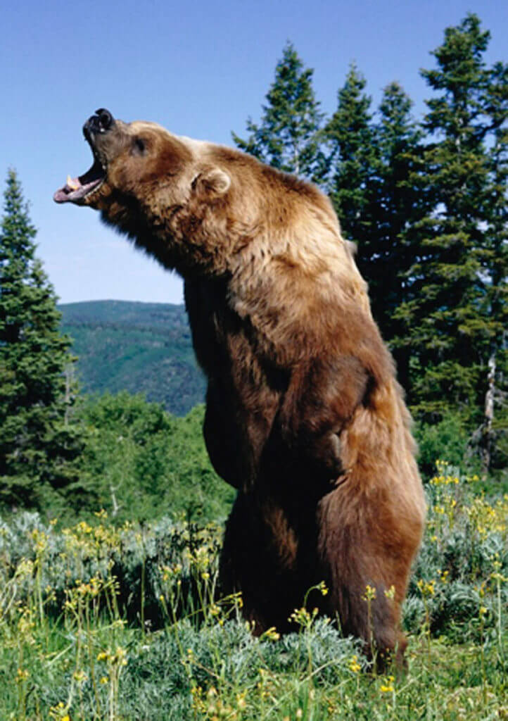 The 11-Year-Old Grizzly Slayer: Elliot Clark and his Remington 870 The 11-Year-Old Grizzly Slayer: Elliot Clark and his Remington 870