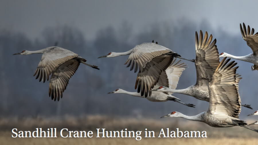 Alabama Opens Experimental Season on Sandhill Crane Alabama Opens Experimental Season on Sandhill Crane