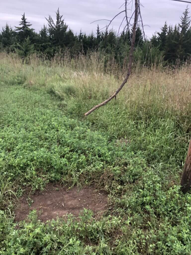 Whitetails: If You Build It, They Will Come... Whitetails: If You Build It, They Will Come...