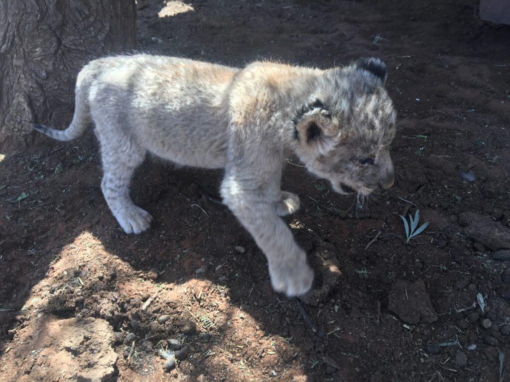 The Affordable Safari; Your African Dream Hunt, Part III The Affordable Safari; Your African Dream Hunt, Part III