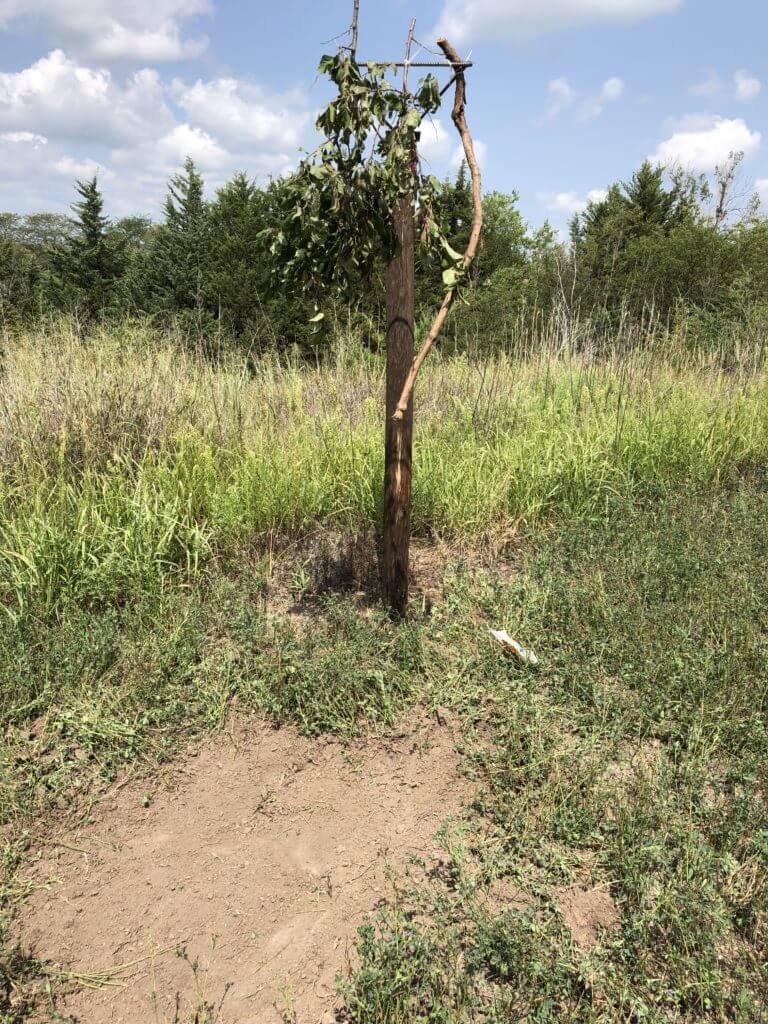 Whitetails: If You Build It, They Will Come... Whitetails: If You Build It, They Will Come...