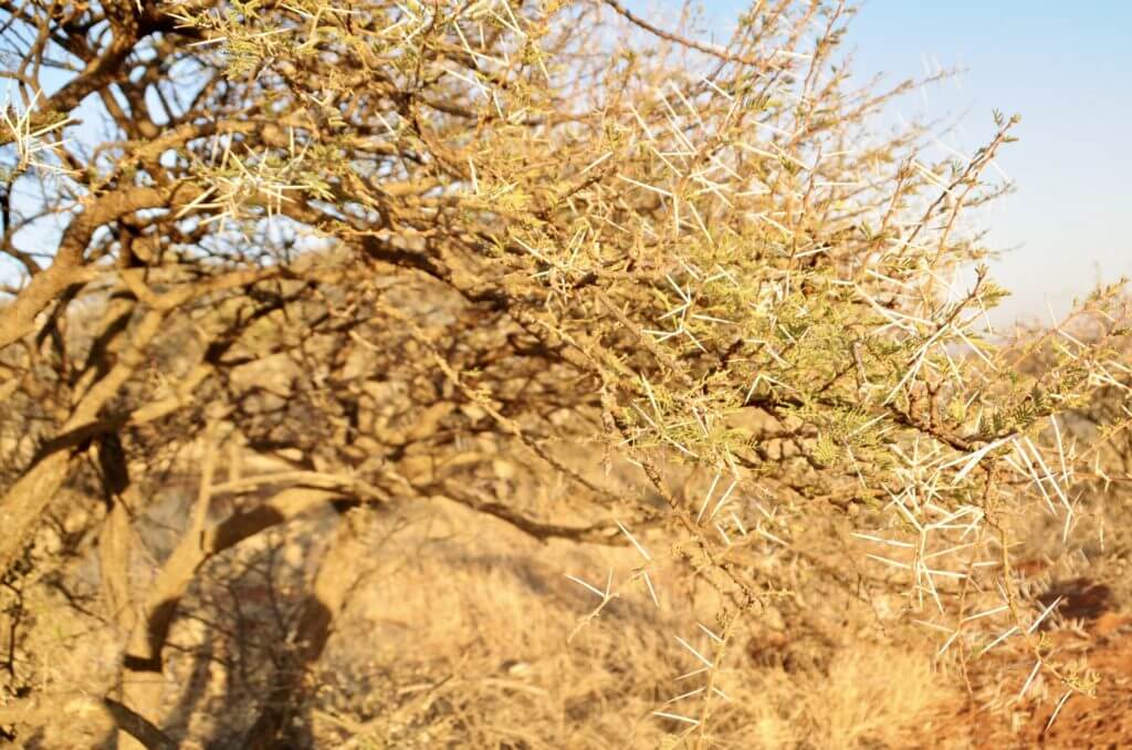 The Affordable Safari; Your African Dream Hunt, Part III The Affordable Safari; Your African Dream Hunt, Part III