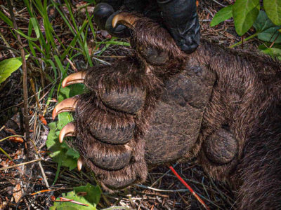 3 Shots & A Fight: Hunter Survives Bear Encounter, Bear Does Not