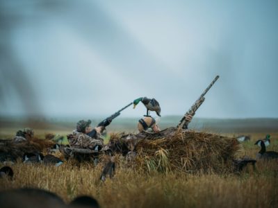 North Dakota Duck Hunt with Savage Arms' New ReneGAUGE Shotgun