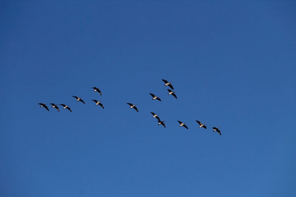 Field Test: Federal Premium Black Cloud TSS