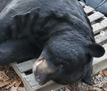 New Jersey Man Sets World Record for Bow-Harvested Black Bear (700 pounds!)