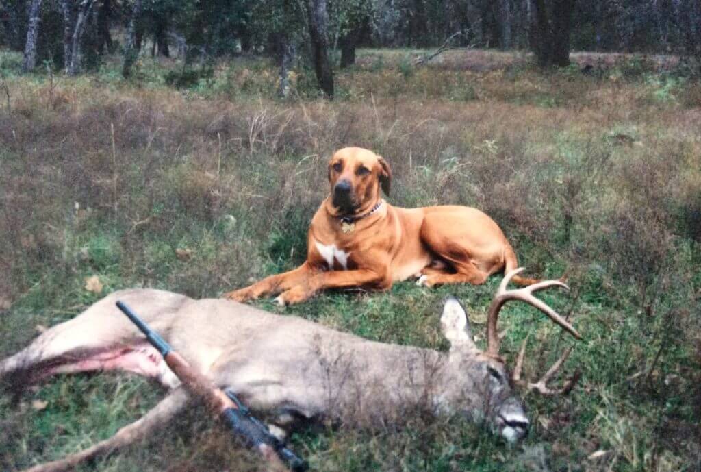 Lessons Learned: Premium or Standard Construction Bullets? Lessons Learned: Premium or Standard Construction Bullets?