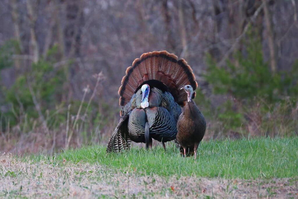 Ohio Division of Wildlife Chief Kendra Wecker Cleared in Hunting Investigation Ohio Division of Wildlife Chief Kendra Wecker Cleared in Hunting Investigation