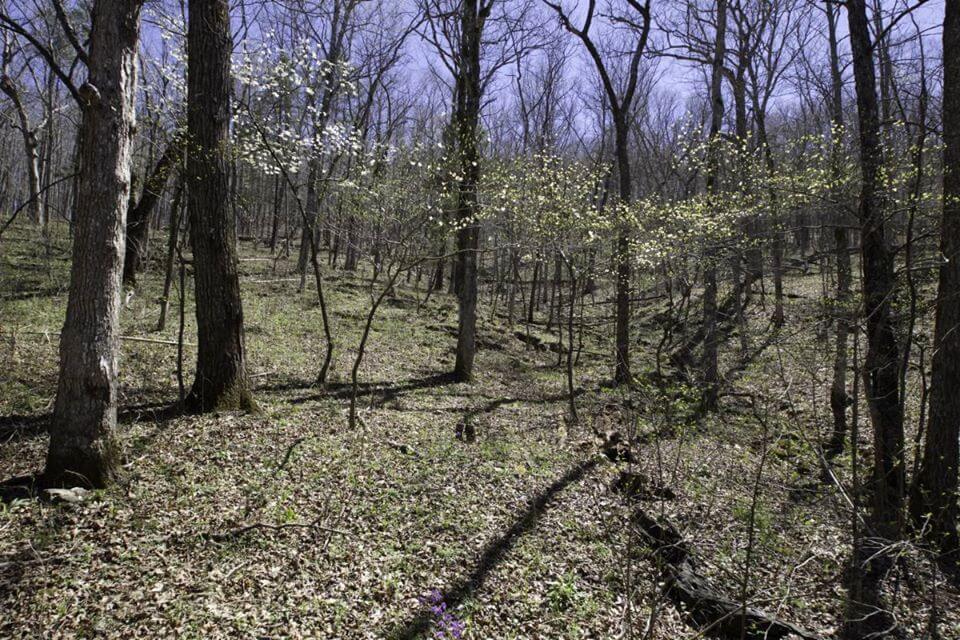 Missouri Issues Five Elk Permits for Fall of 2020 Missouri Issues Five Elk Permits for Fall of 2020