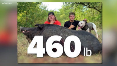Texas Buddies Take Monster 460-Pound Feral Hog with a Knife