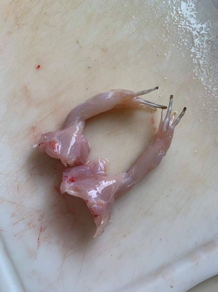 Frog Cleaning Frog Cleaning