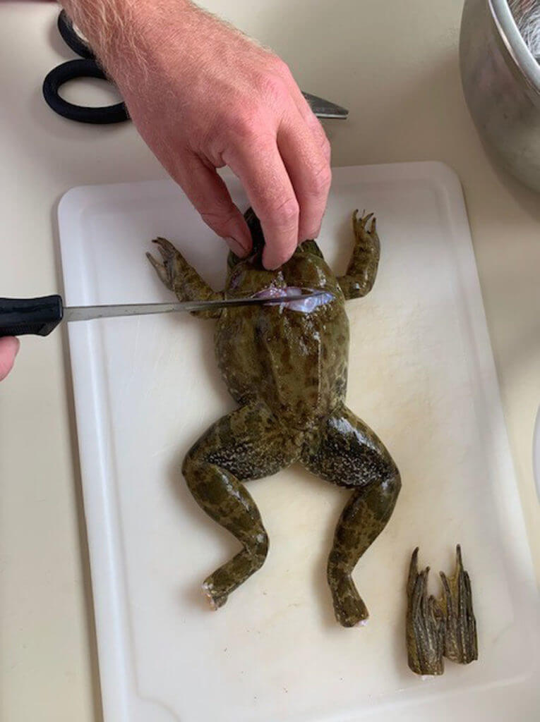 Frog Cleaning Frog Cleaning