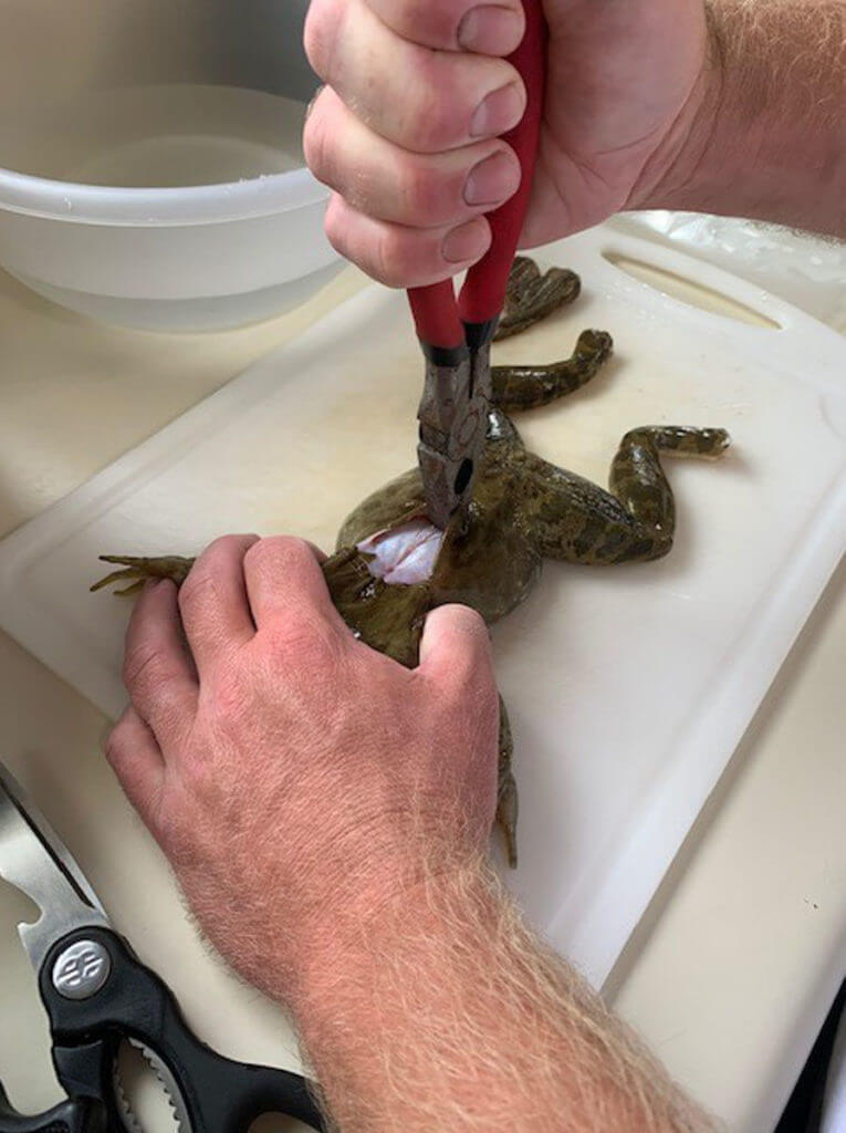 Frog Cleaning Frog Cleaning
