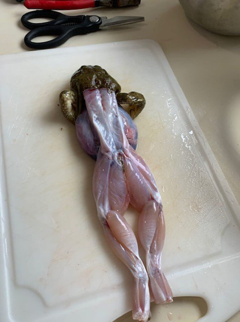 Frog Cleaning Frog Cleaning