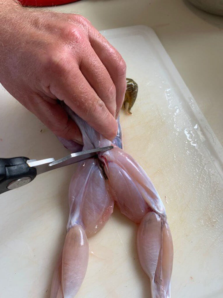 Frog Cleaning Frog Cleaning