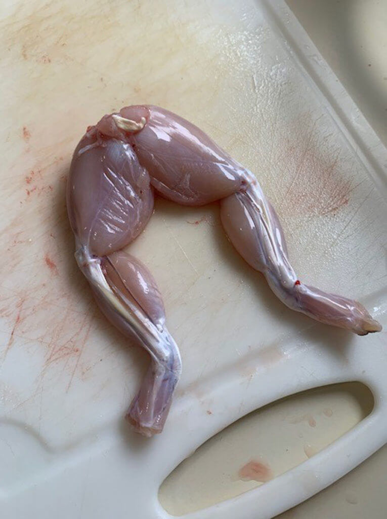 Frog Cleaning Frog Cleaning