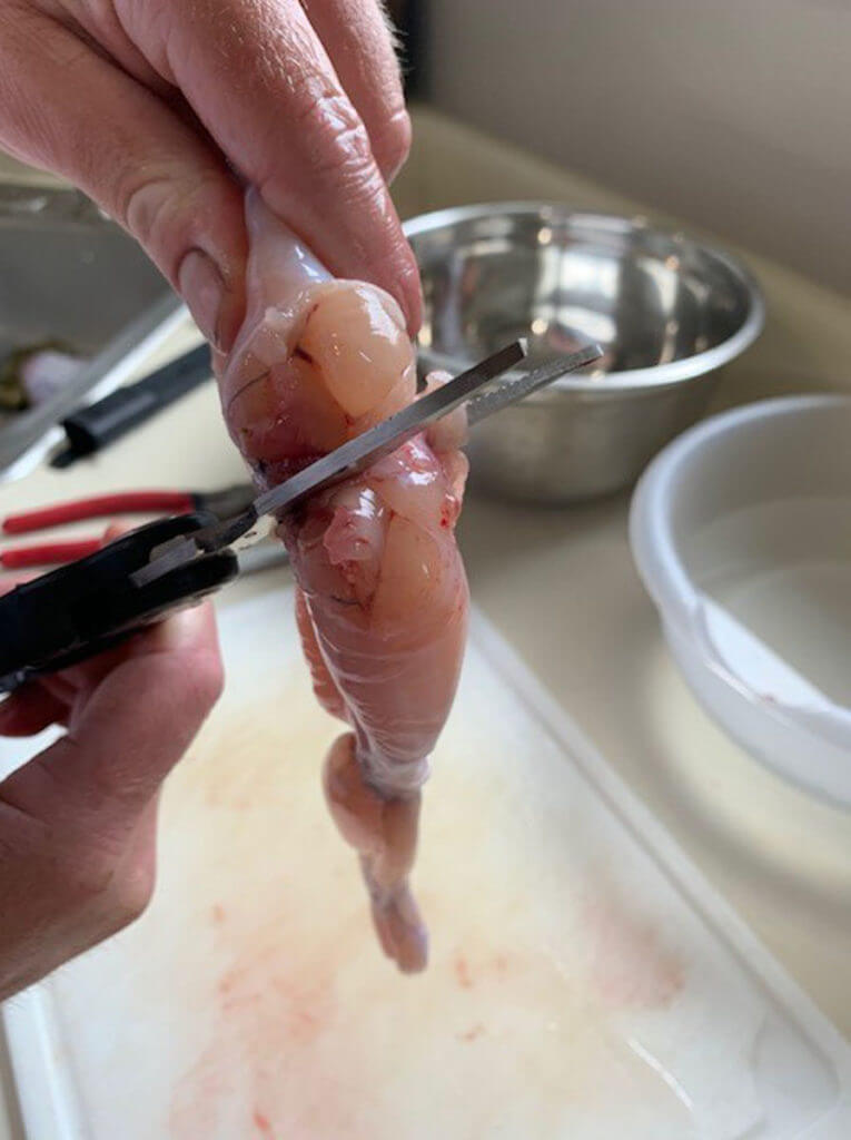 Frog Cleaning Frog Cleaning