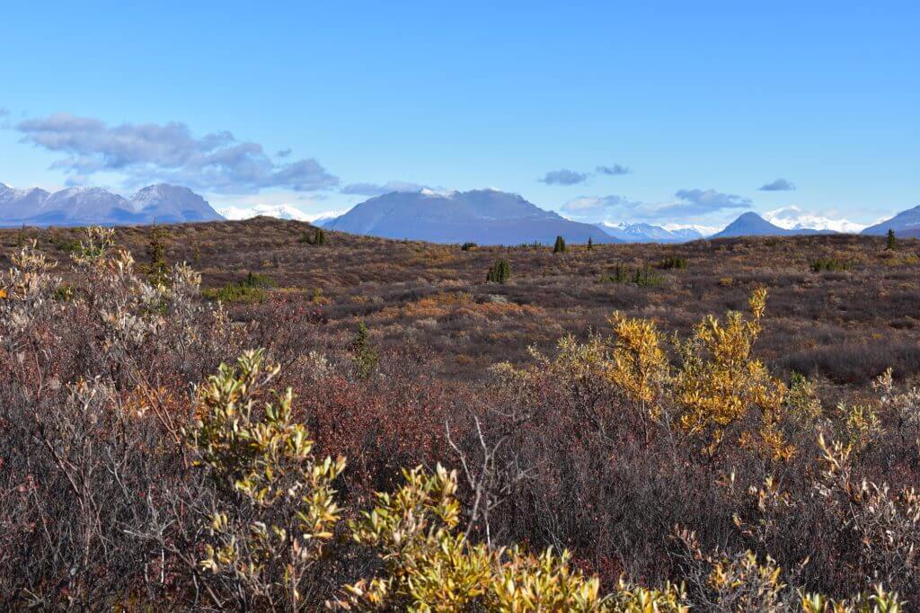 Quick, Fast, and In a Hurry - A Two Day Caribou Hunt Quick, Fast, and In a Hurry - A Two Day Caribou Hunt