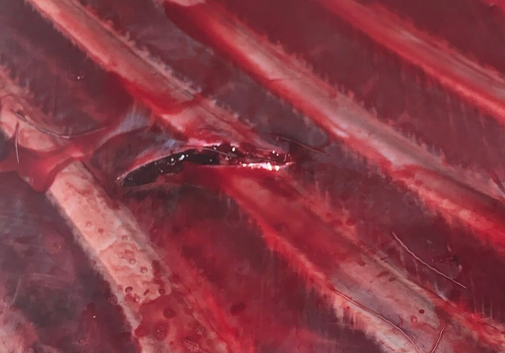 In the Woods: December Archery Deer Hunt in Idaho Part 3 of 3 In the Woods: December Archery Deer Hunt in Idaho Part 3 of 3