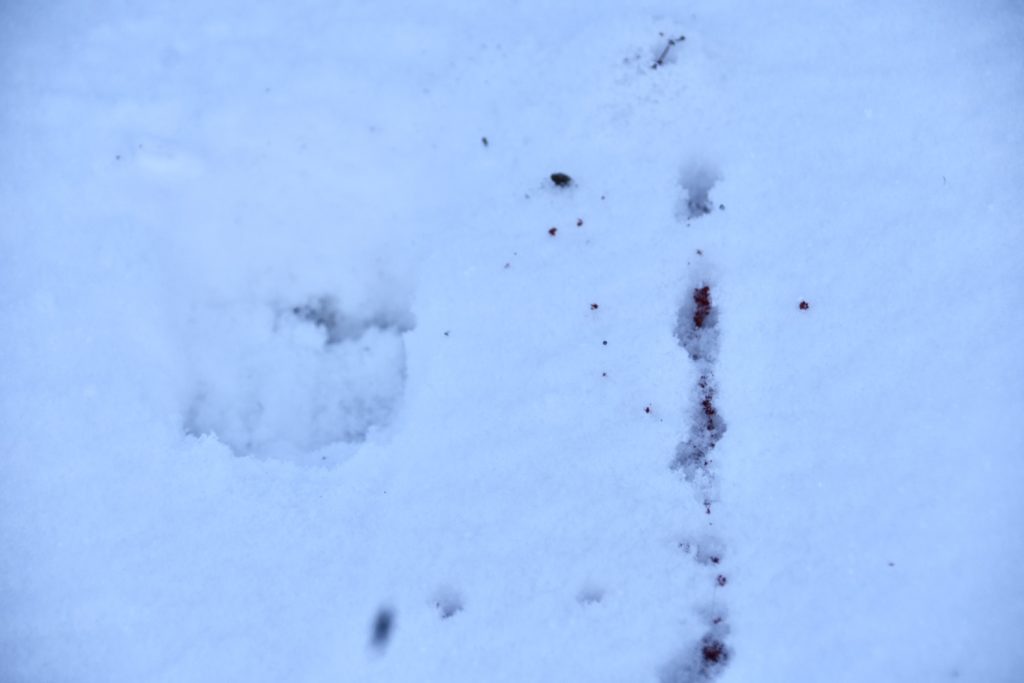 In the Woods: December Archery Deer Hunt in Idaho Part 3 of 3 In the Woods: December Archery Deer Hunt in Idaho Part 3 of 3