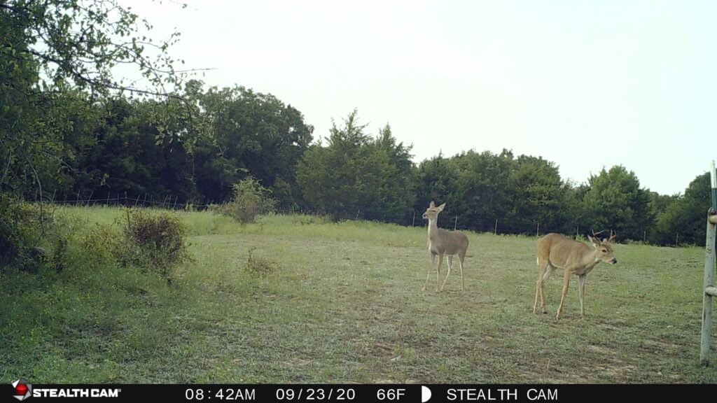 Get a Jump on Next Year’s Buck with the Fusion Wireless Trail Cam