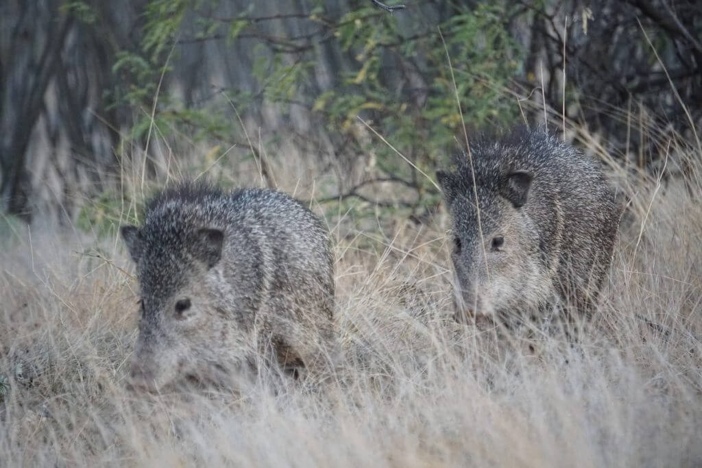 Desert Deer: A Week of Adventure Desert Deer: A Week of Adventure