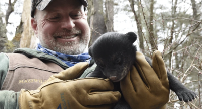 Black Bear Restoration: A National Conservation Success Story