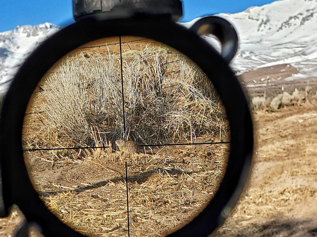 10 Tips for Ground Squirrel Annihilation 10 Tips for Ground Squirrel Annihilation