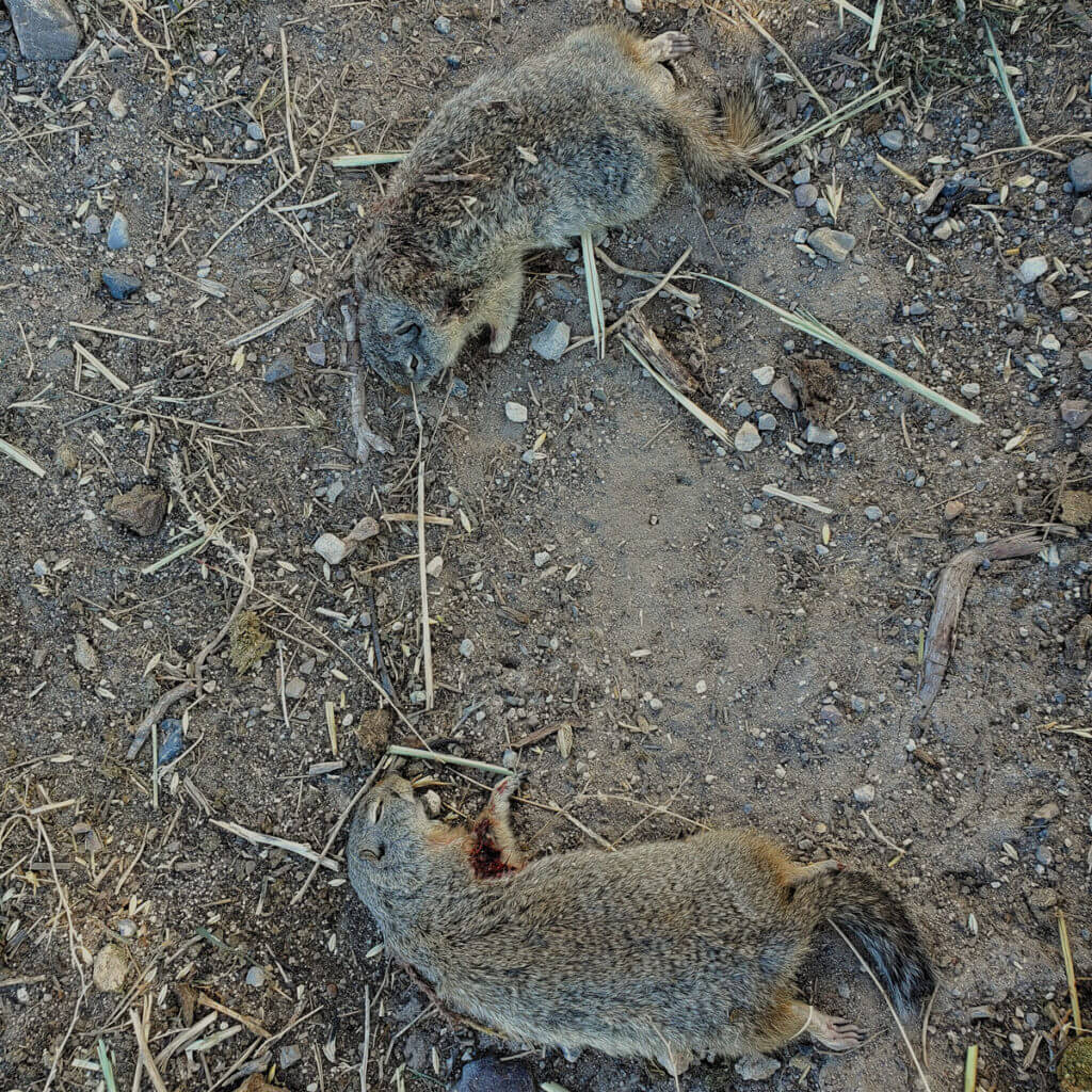 10 Tips for Ground Squirrel Annihilation 10 Tips for Ground Squirrel Annihilation