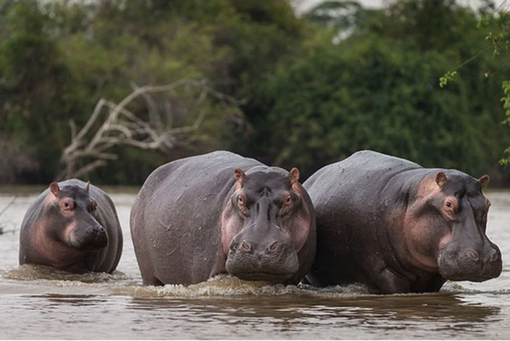 Pablo's Hippos: The Death of the Most Dangerous Man in the World