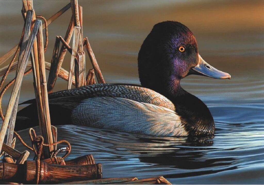 Federal Duck Stamps Drop Hunting Theme Requirements