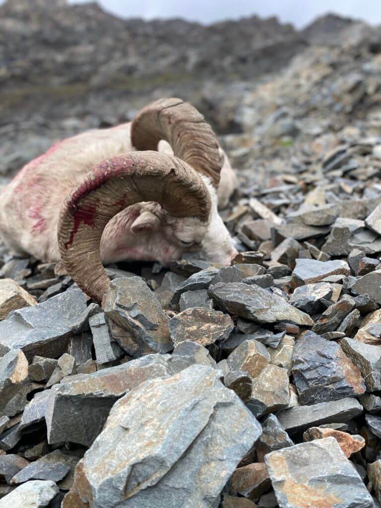 Dorsal Caping Your Trophy In the Field Dorsal Caping Your Trophy In the Field