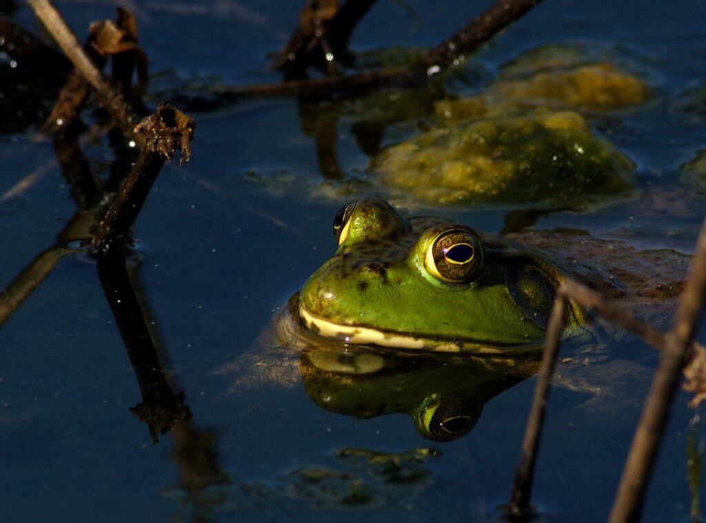 Kansas Froggers Share Bullfrog-Catching Tips Kansas Froggers Share Bullfrog-Catching Tips