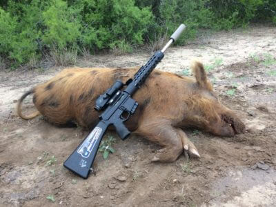 Hog Hunting with the Sharps Rifle Co. 25x45 in an AR-15