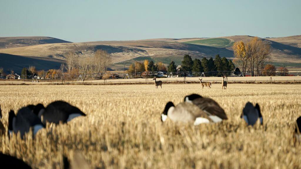 Field Goose Hunting Fundamentals