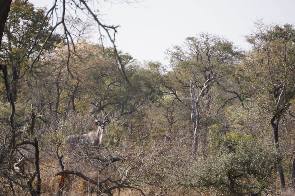 Take the Shot? A Mature Kudu Bull Offers A High-Speed Opportunity