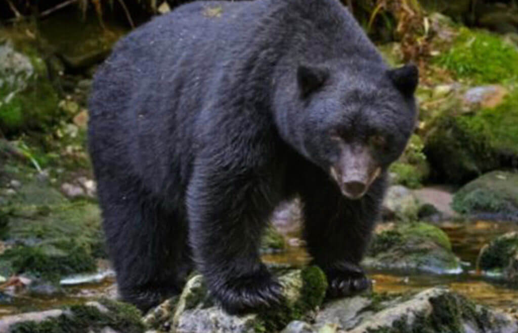 Missouri Wraps Up First Black Bear Season