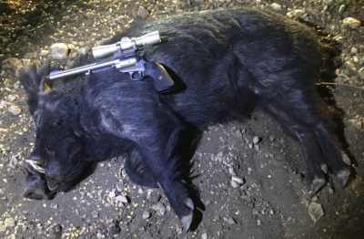 Handgunning Hogs: 357’s & 41’s