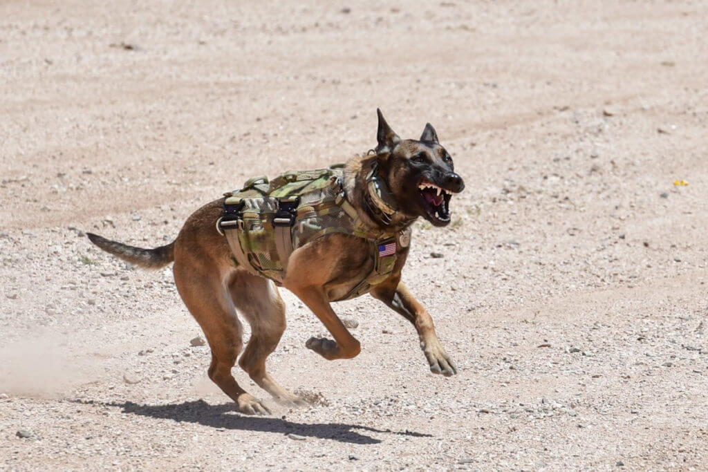 Sig Freedom Days – Media Day for the Masses! Sig Freedom Days – Media Day for the Masses!