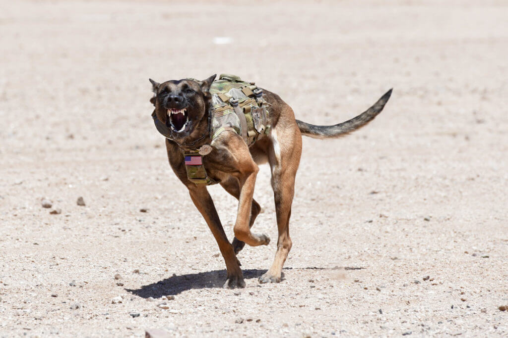 Sig Freedom Days – Media Day for the Masses! Sig Freedom Days – Media Day for the Masses!