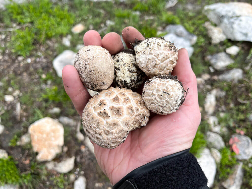 Simple Gourmet: Bear Stroganoff with Wild Mushrooms Simple Gourmet: Bear Stroganoff with Wild Mushrooms