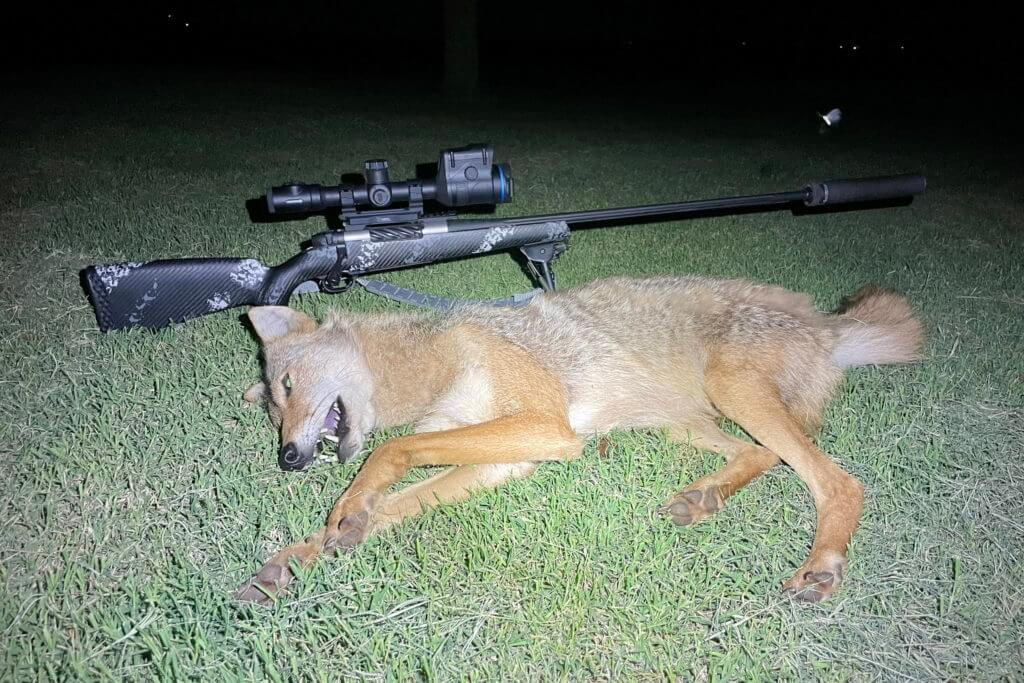 New From Weatherby: The Ultralight Mark V Backcountry 2.0 TI Weatherby Ultralight Mark V Backcountry 2.0 TI with coyote at night