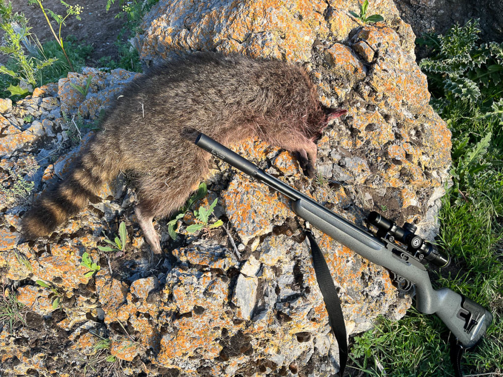 Simple Gourmet: Hunting & Eating Desert Raccoons