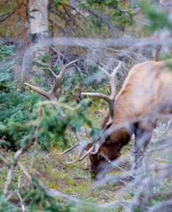 TAKE THE SHOT? After 24 years, a hunter finally draws a Limited Entry elk tag. A big bull comes to the call and stops head-on. Should he take the shot? - Presented by: Badlands