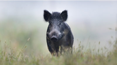 Hunting Feral Hogs in California Could Get Much Easier