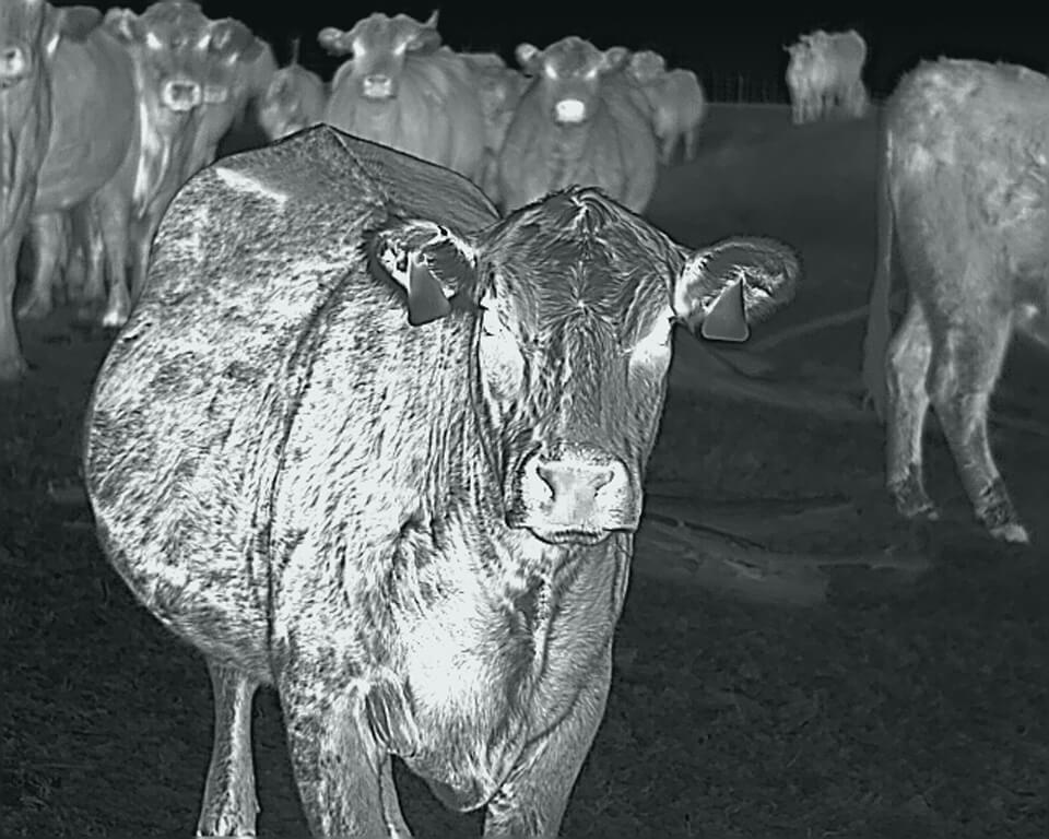 InfiRay RH25 Multi-Purpose Thermal Monocular InfiRay RH25 Multi-Purpose Thermal Monocular